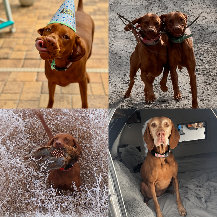 Meet Our Dogs of the Month — May
