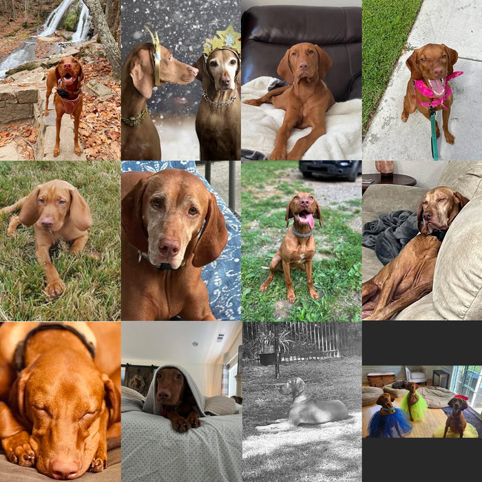 Meet Our Dogs of the Month — November