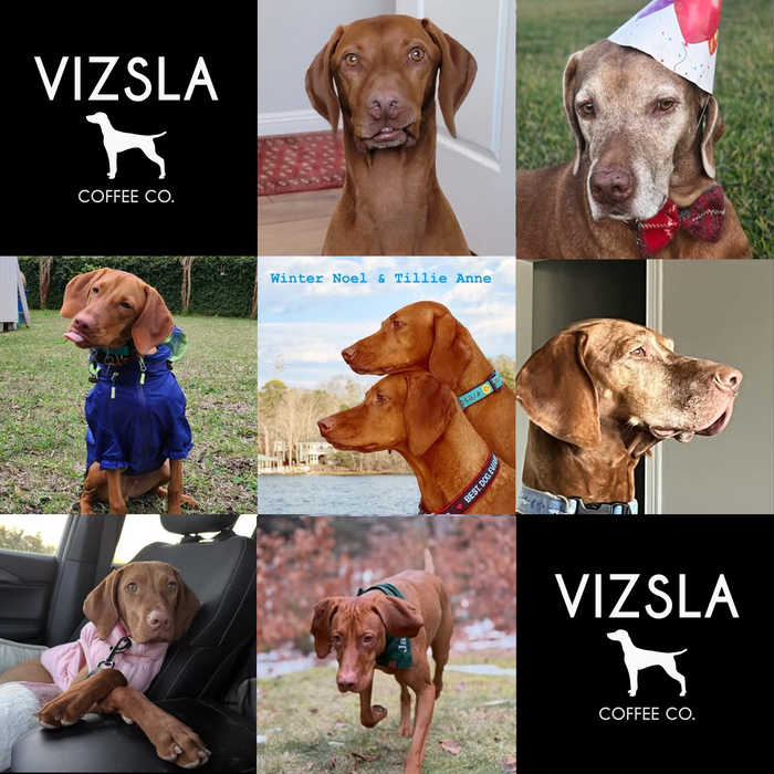Meet Our Dogs of the Month — April