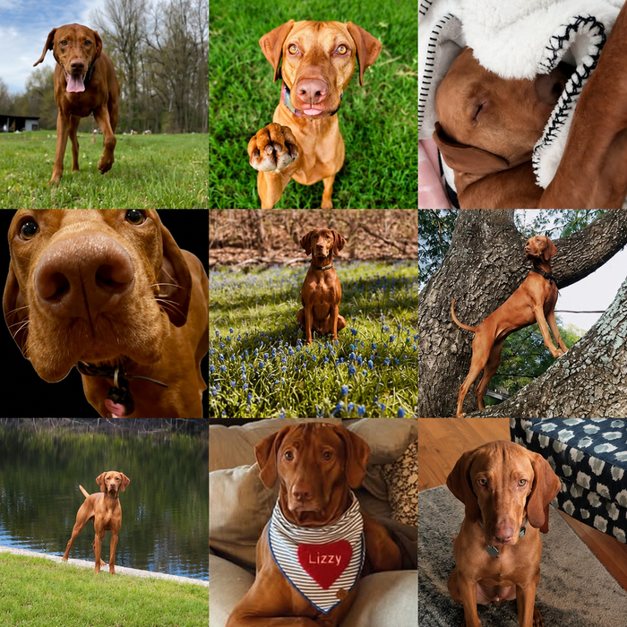 Meet Our Dogs of the Month — August 2026
