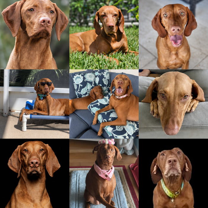 Meet Our Dogs of the Month — June