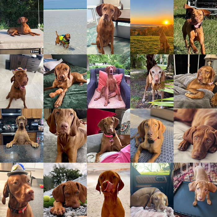 Meet Our Dogs of the Month — November 2026