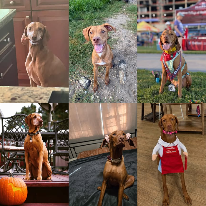 Meet Our Dogs of the Month — October 2026