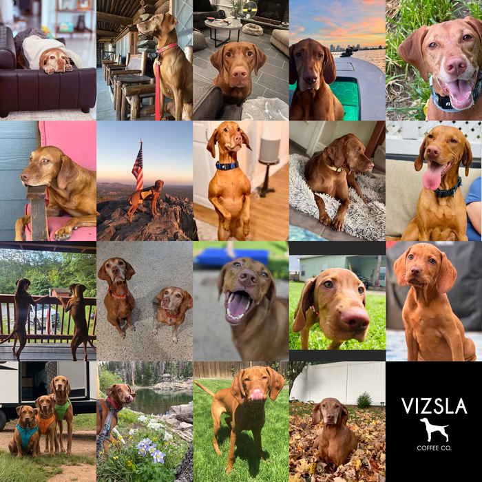 Meet Our Dogs of the Month — September 2026