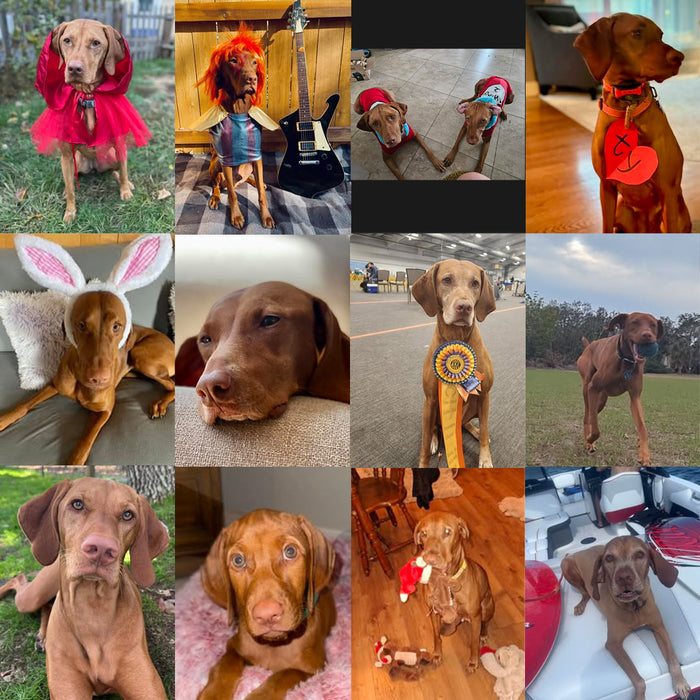 Meet Our Dogs of the Month — October