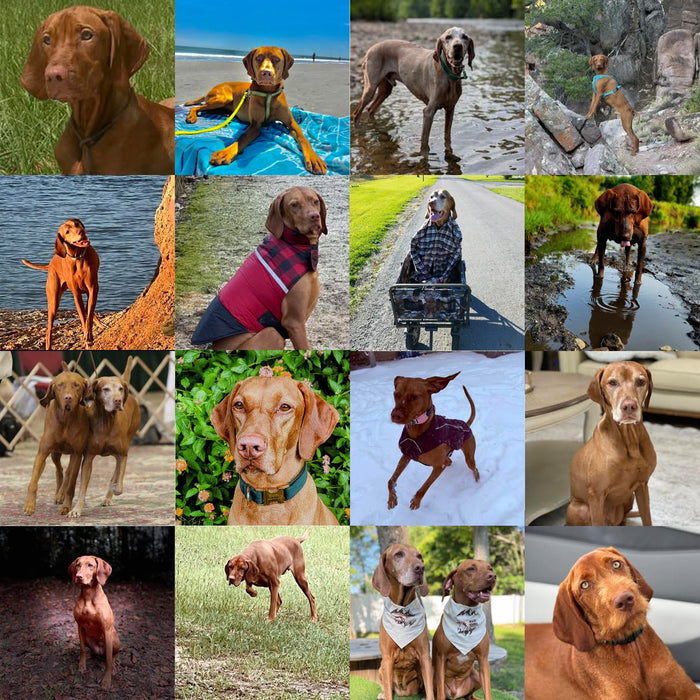 Meet Our Dogs of the Month — September