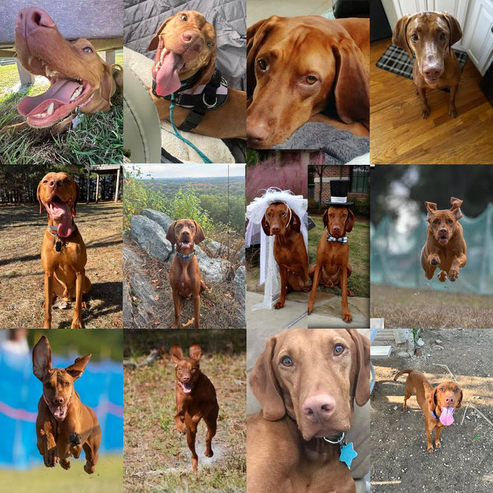 Meet Our Dogs of the Month — June