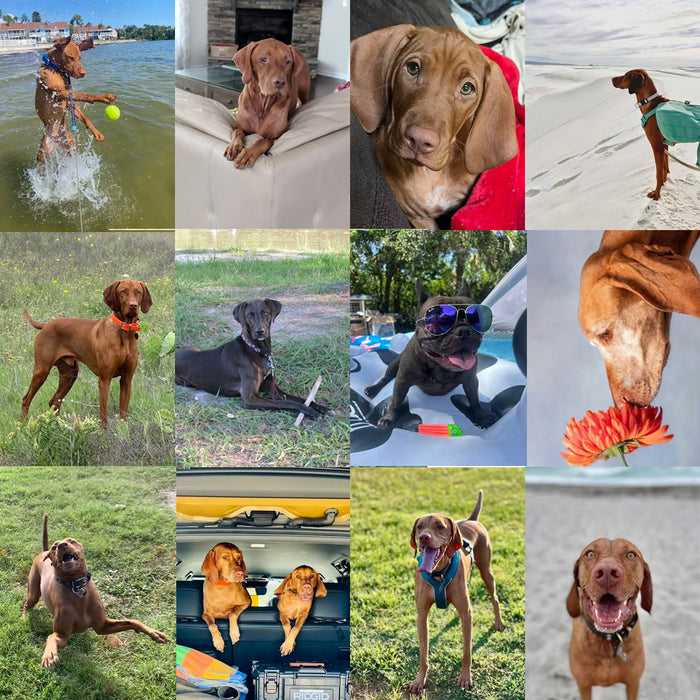Meet Our Dogs of the Month — August