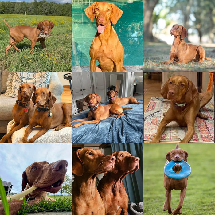 Meet Our Dogs of the Month — February